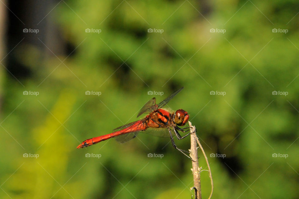 Dragonfly perching on dry stem