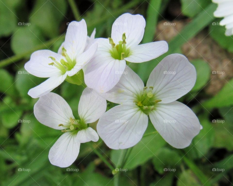 Tiny delicate white wildflowers.
