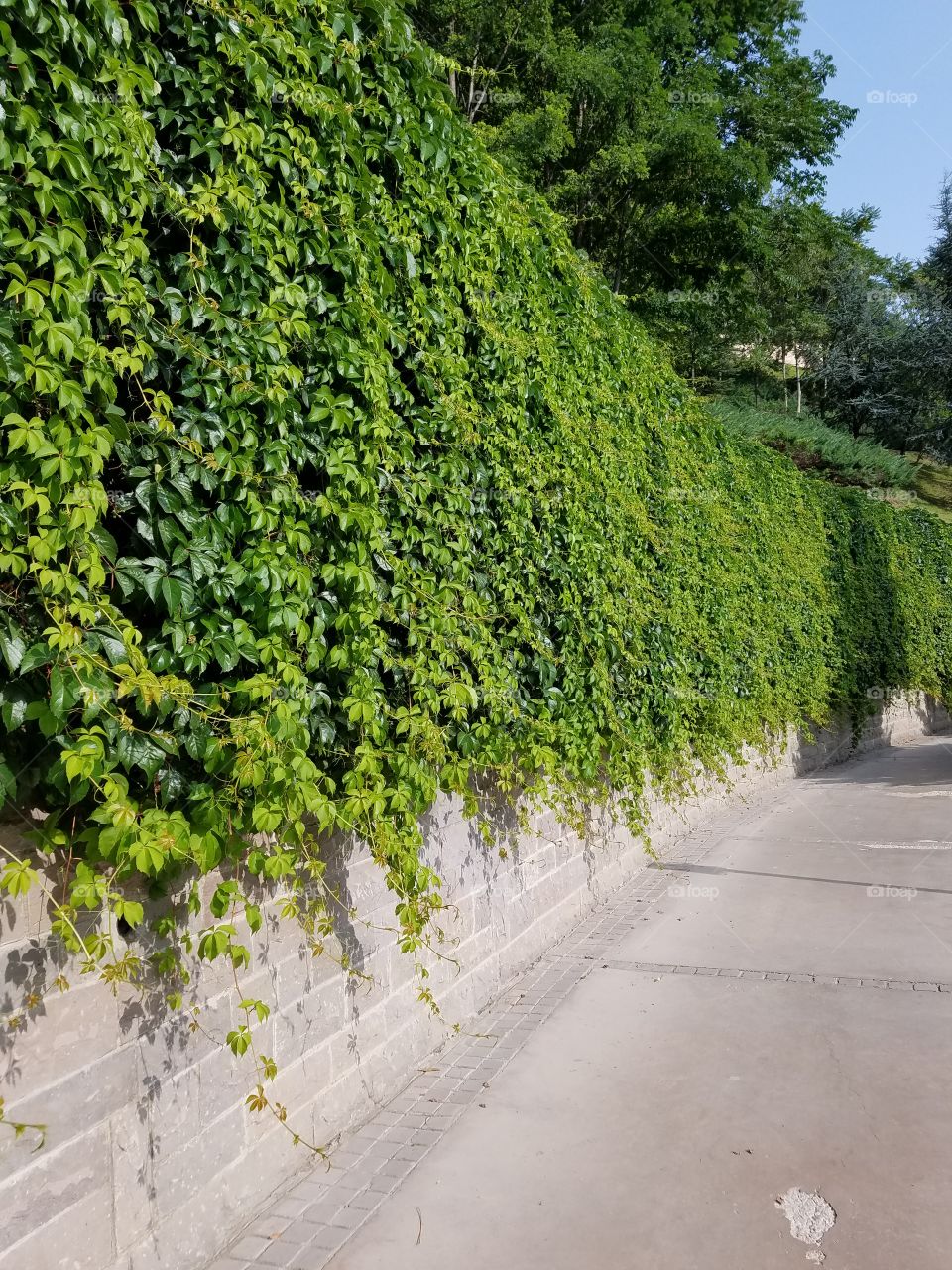 overgrown fence in Ankara Turkey