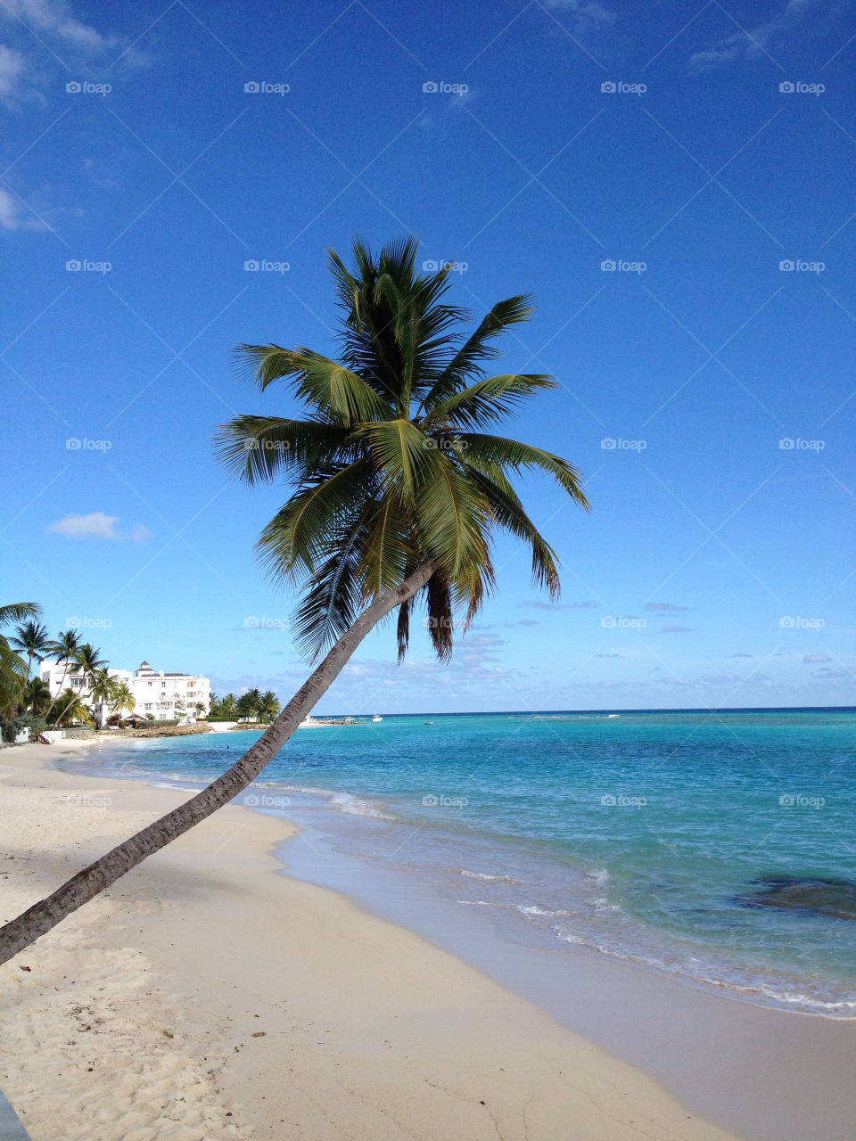 barbados tropical caribbean beach by fizzlicity
