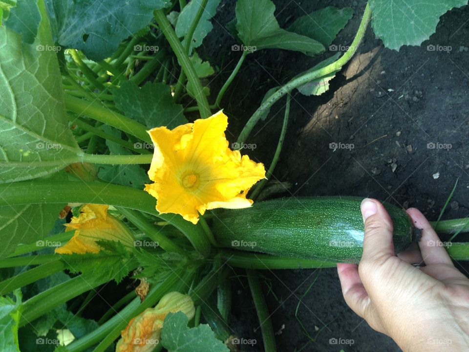 Fresh garden veggies 