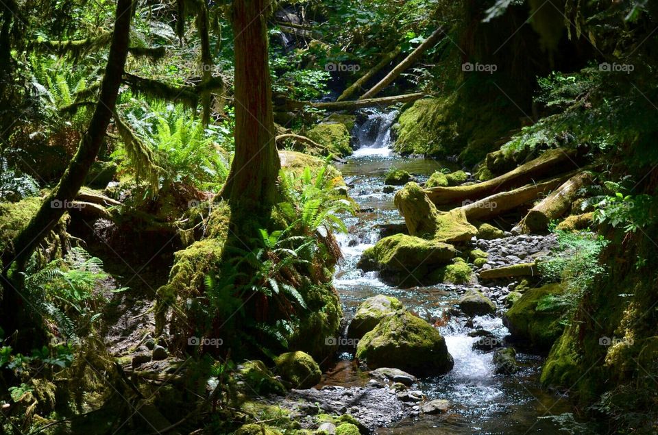 Green Forest