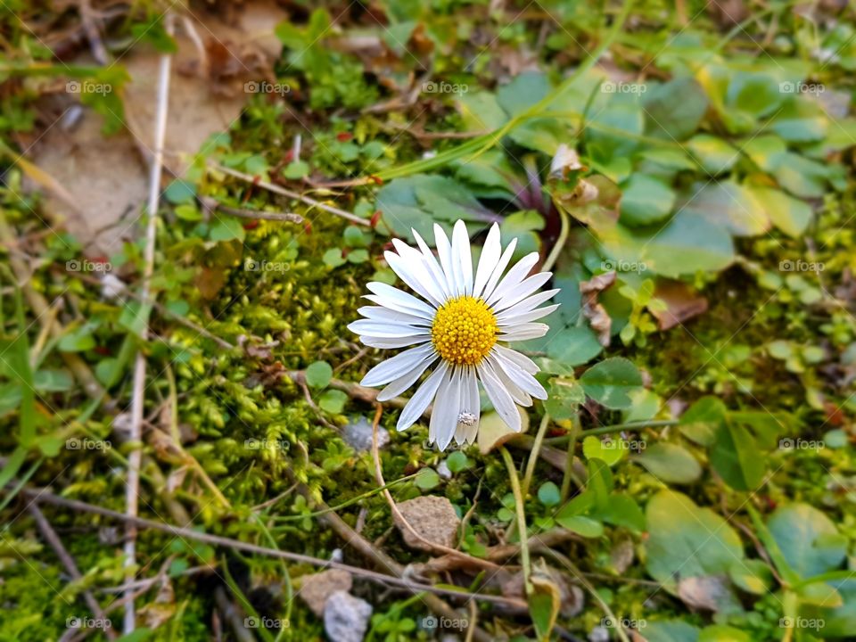 Camomile flower