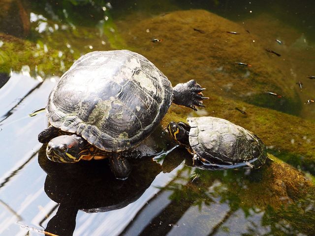 Turtles