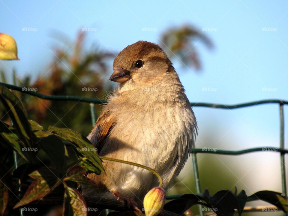 Close-up of a bird