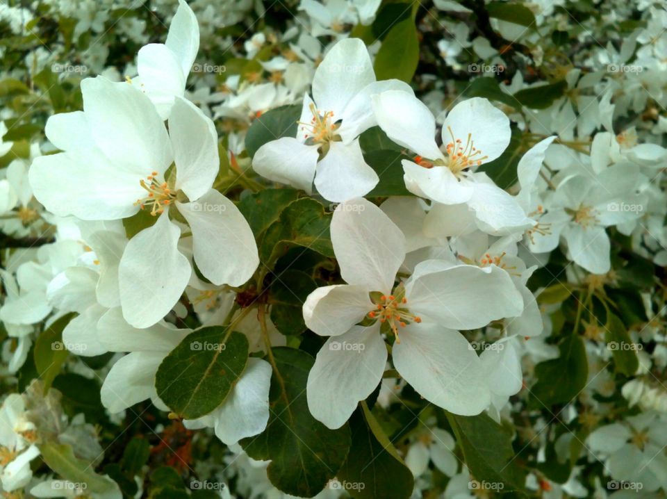 Flower, Flora, Nature, Leaf, Garden