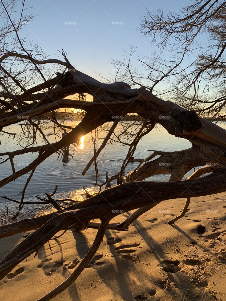 Dead wood illuminated by the sunset