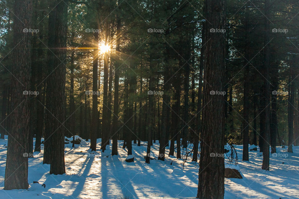 Sun setting seen through trees