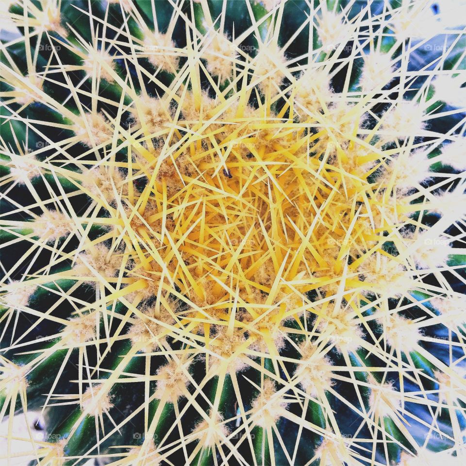 Attention it's stings 