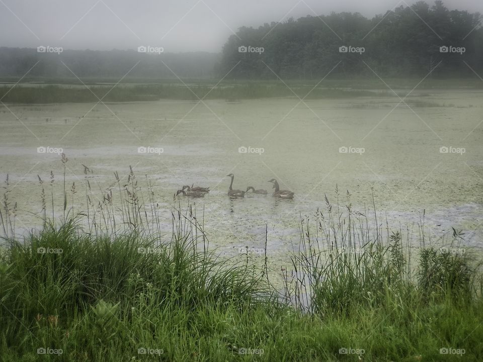 Family Geese in a Fog