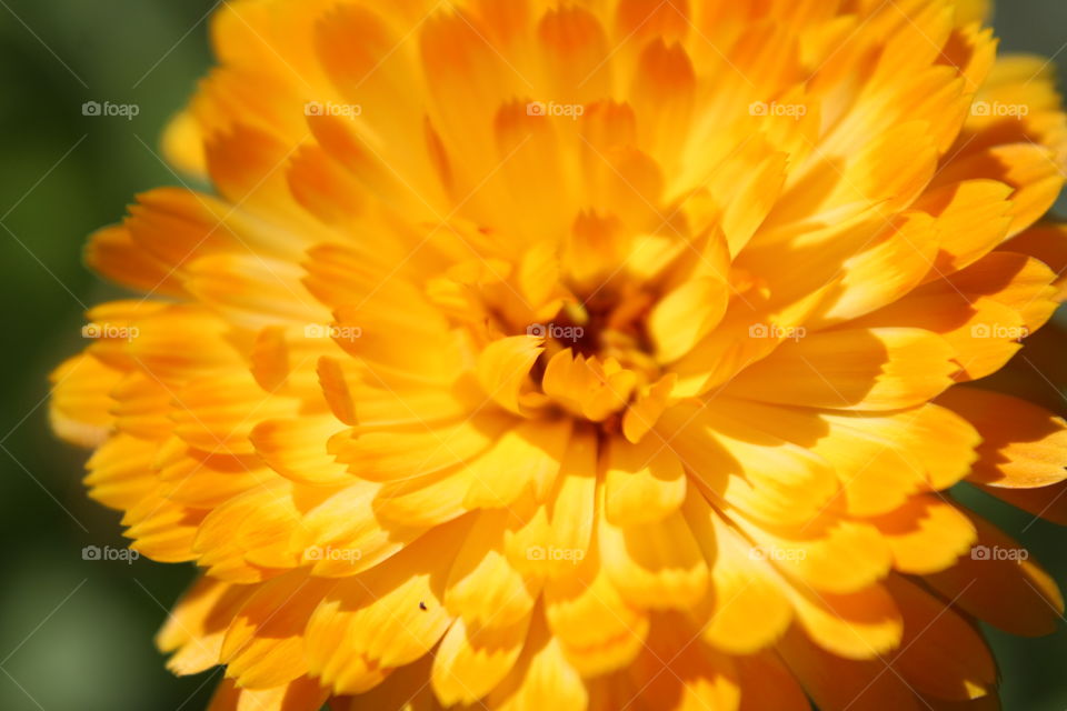 macro shot of the orange flower