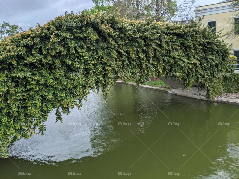 plant bridge greenery bridge in new Orleans one bridge beautiful greenery bridge