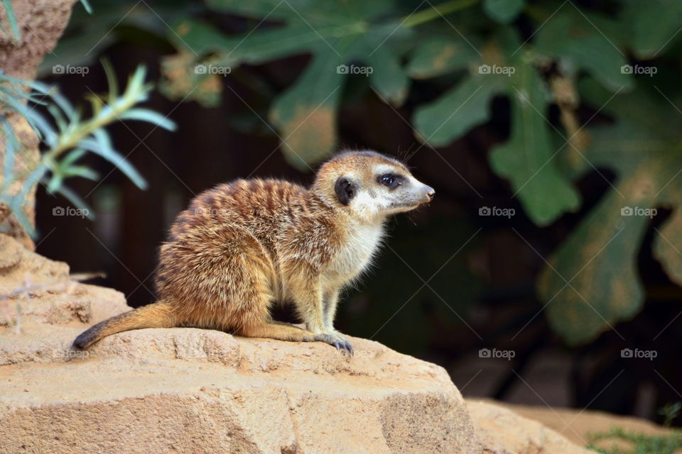 Side view of a mongoose
