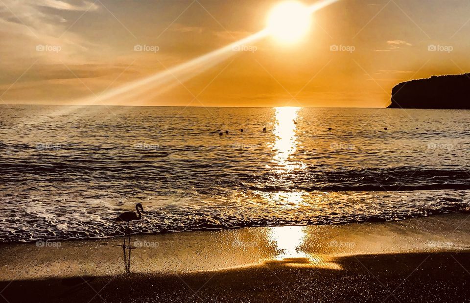 Flamingo on the beach during sunset 