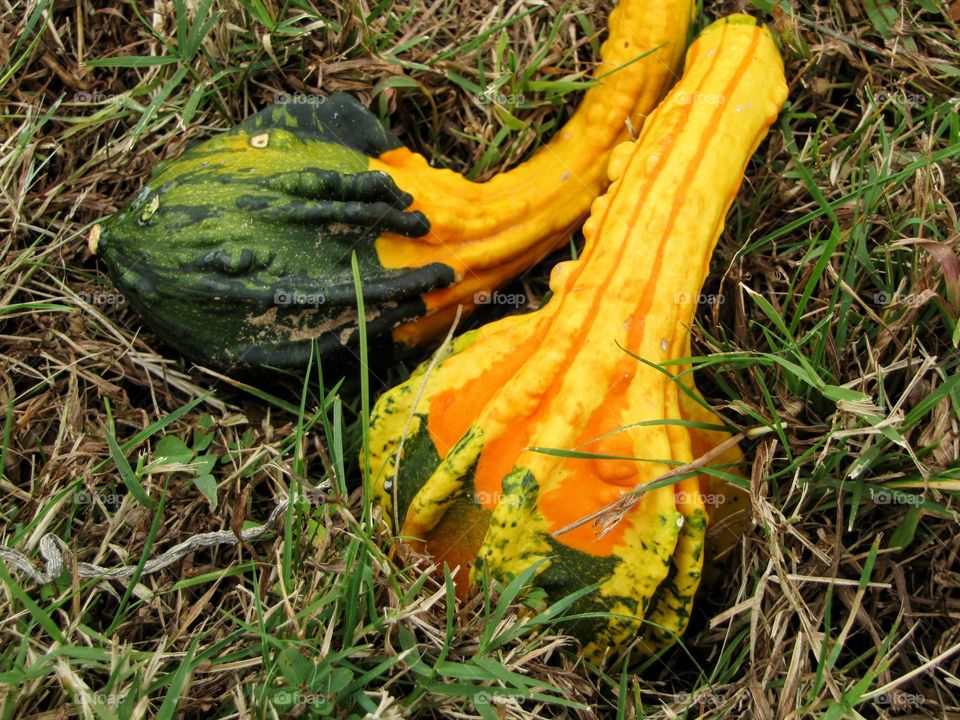 Gourds in the Fall