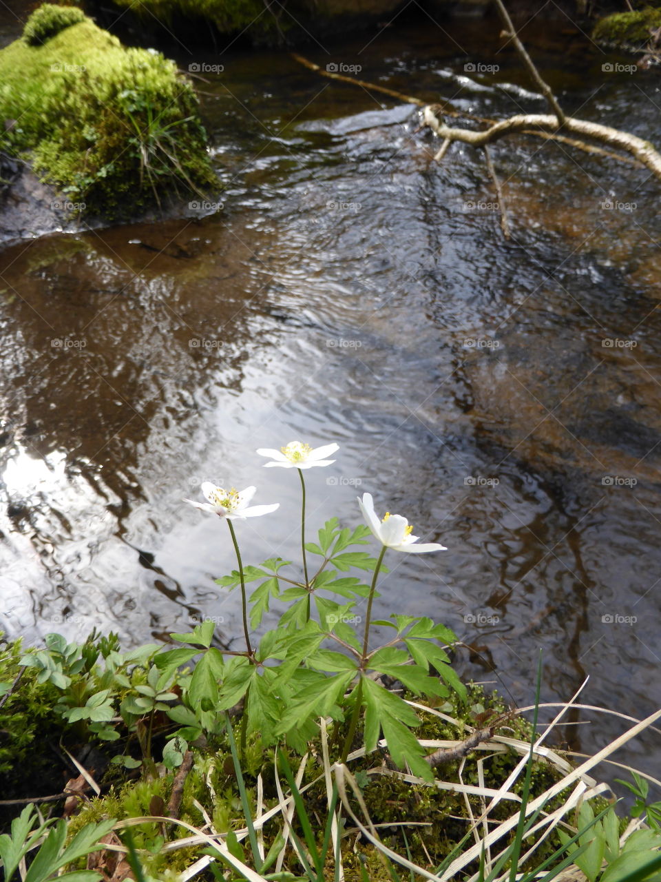 Three anemones near a creek 