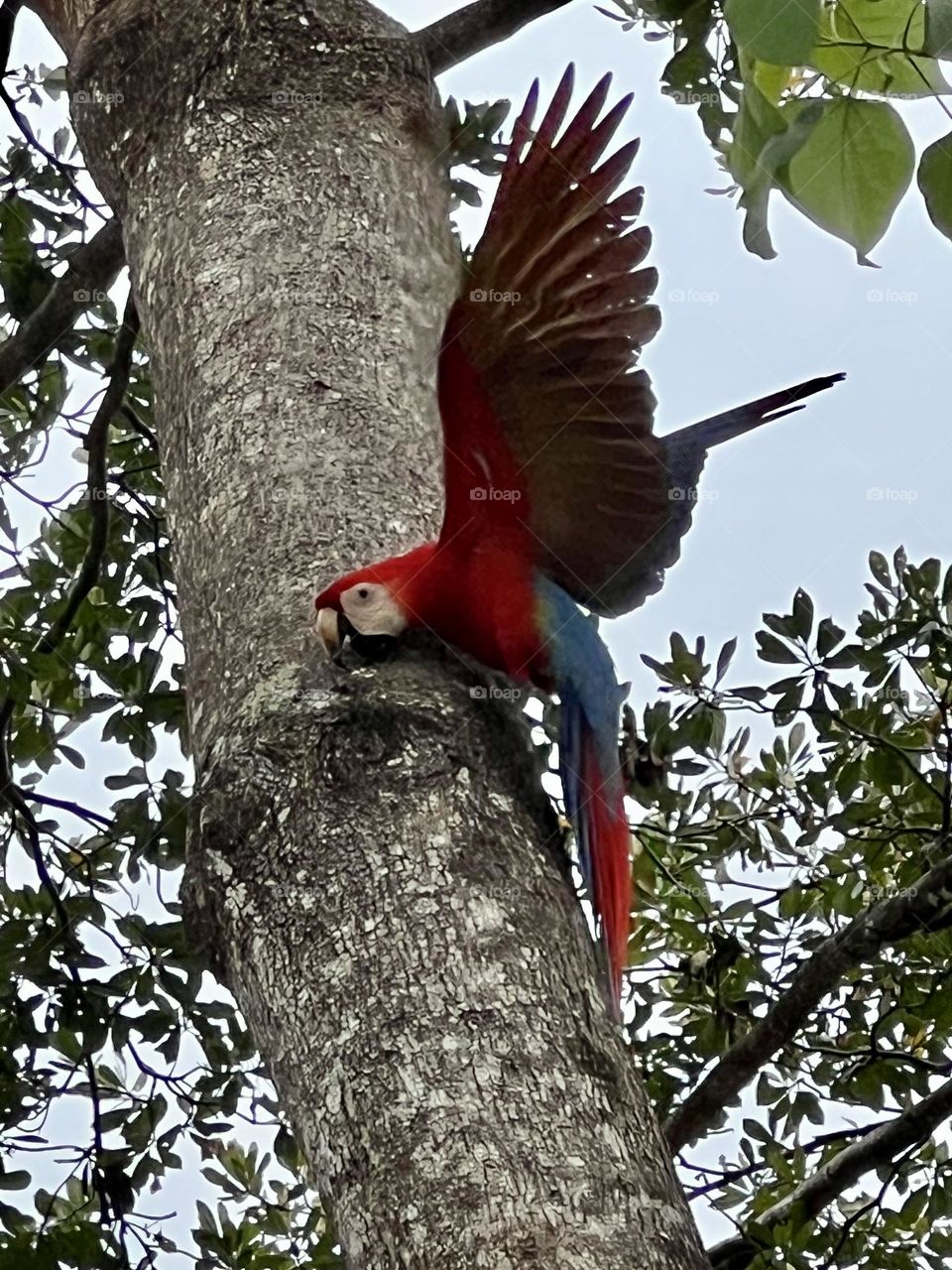 Coloured arara on tree 