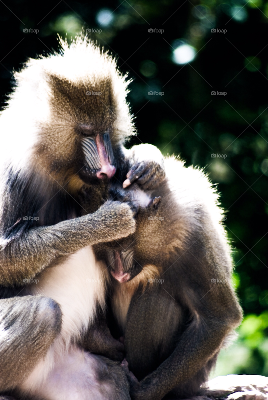 nature animal wildlife monkey by Dario_Orlando_13
