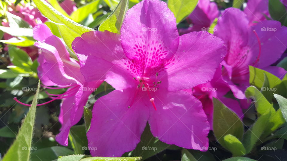 azalea blossom