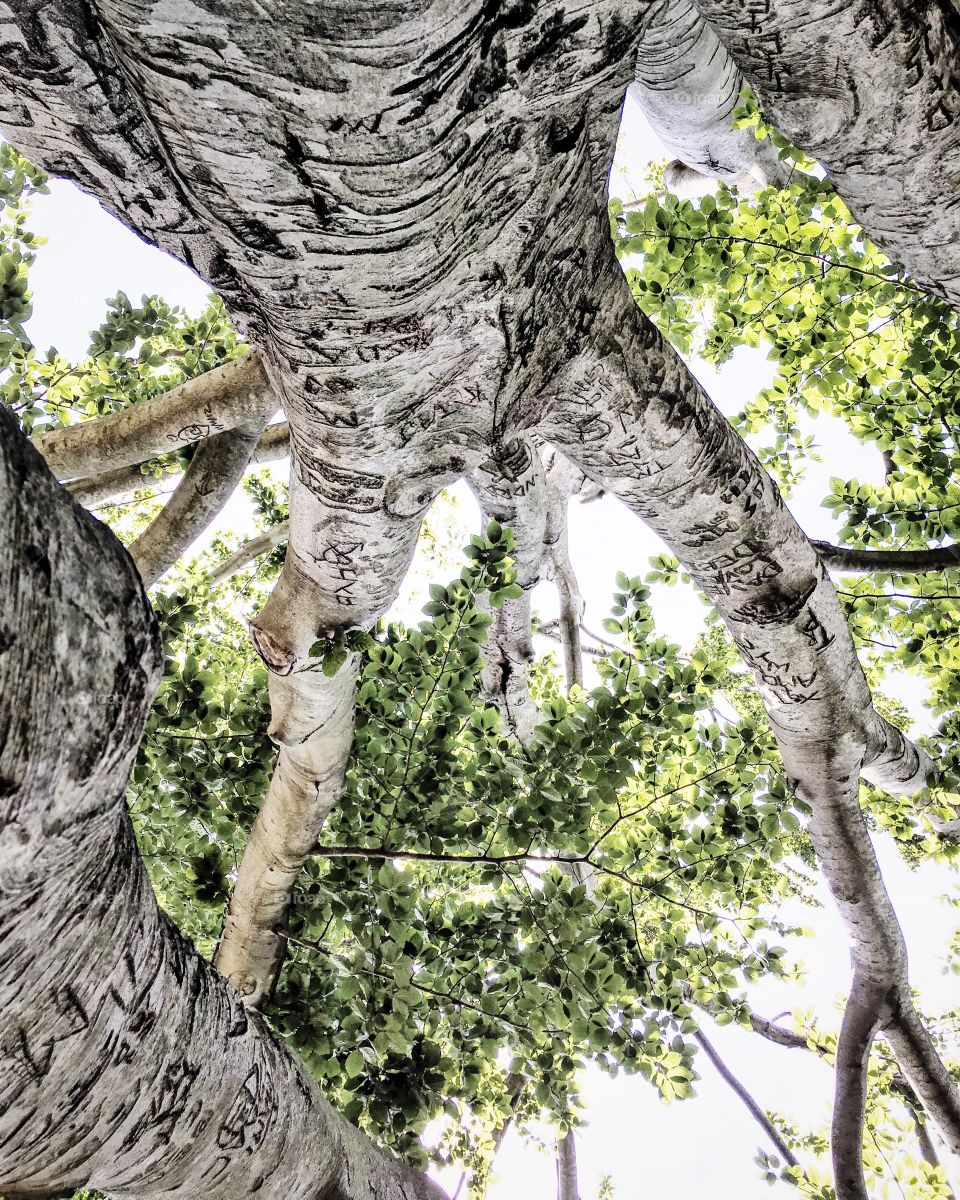 Tree Carvings