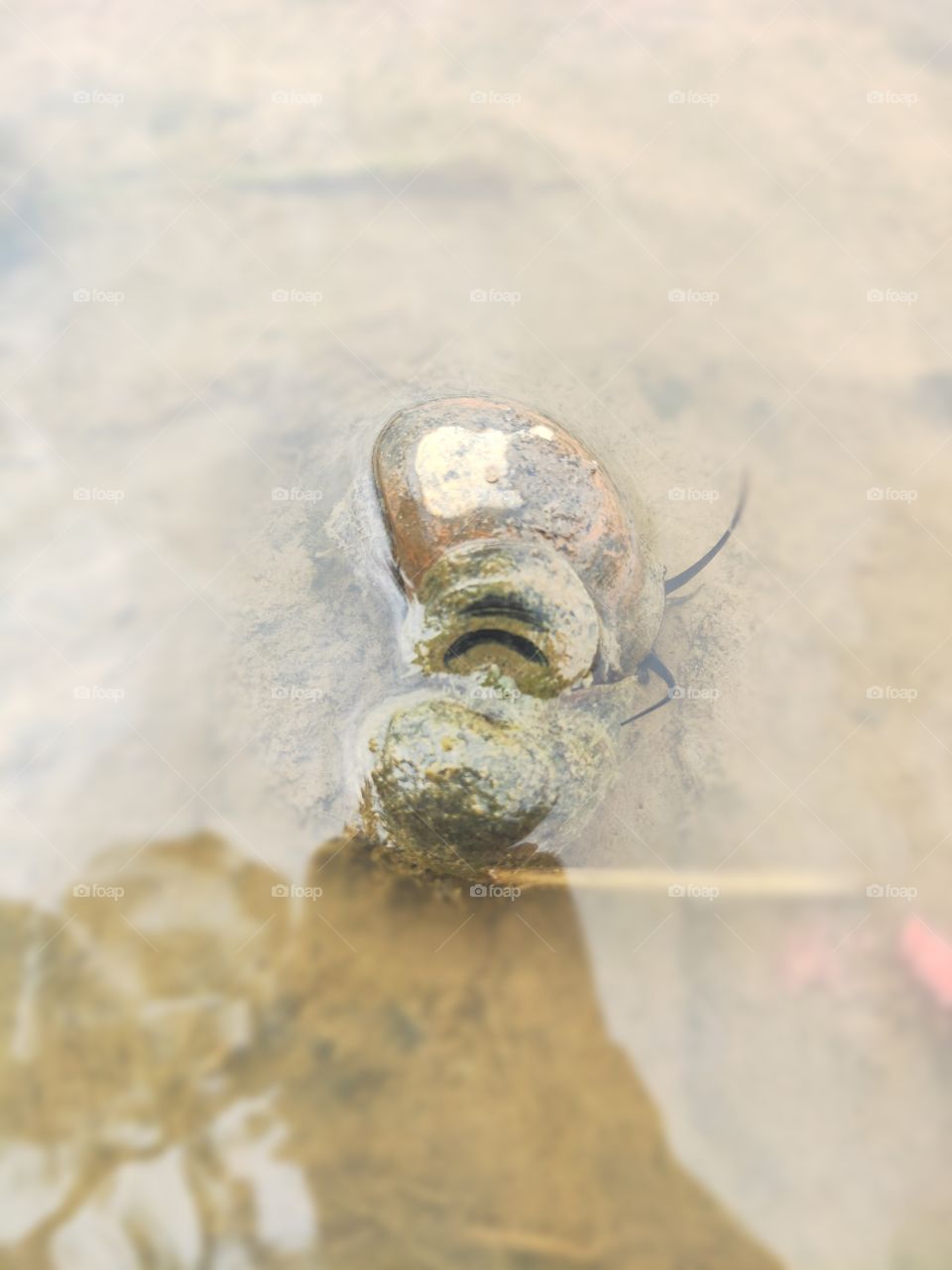 rice snail walking very slowly. with conditions in the rice fields