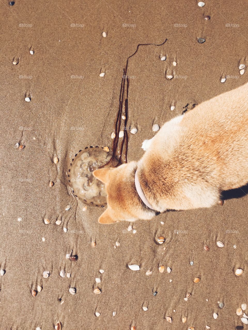 Watch your nose Foxy!. Foxy the shiba inu found a jellyfish on the beach. You better watch your nose Foxy!