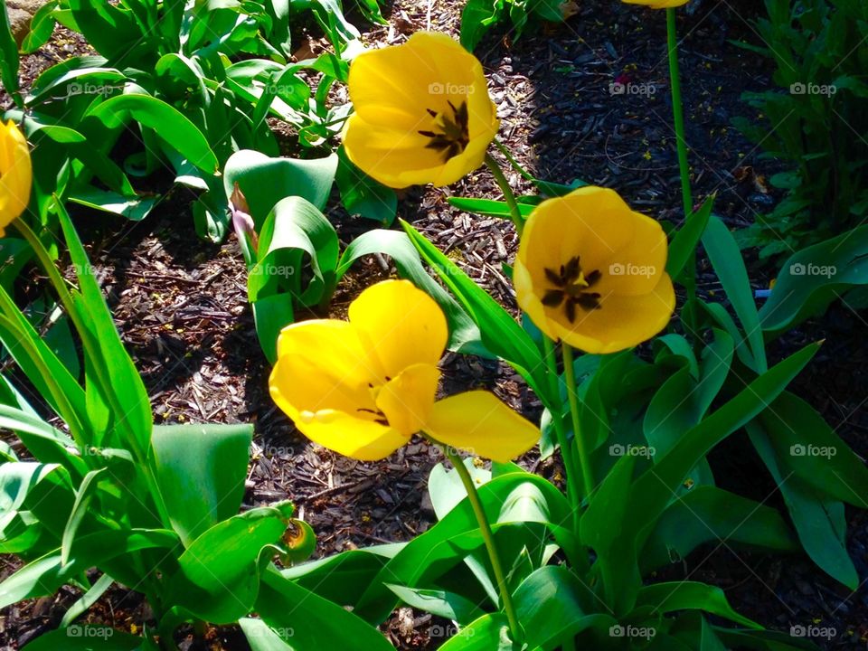 Flowers . Tulips 