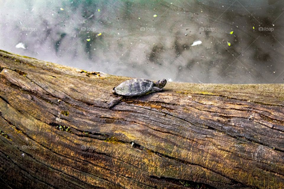 A turtle at the death wood at the lake