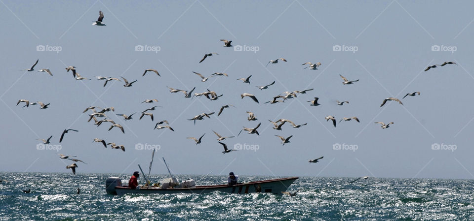Seagulls follow a small fishing boat on the Sea of Cortez in Mexico.