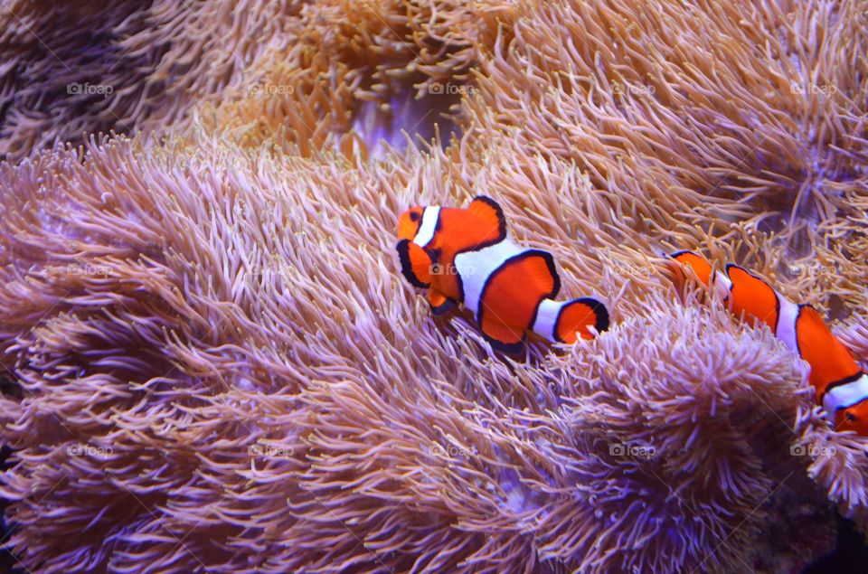 Nemo. My little sister was so excited about finding nemo.