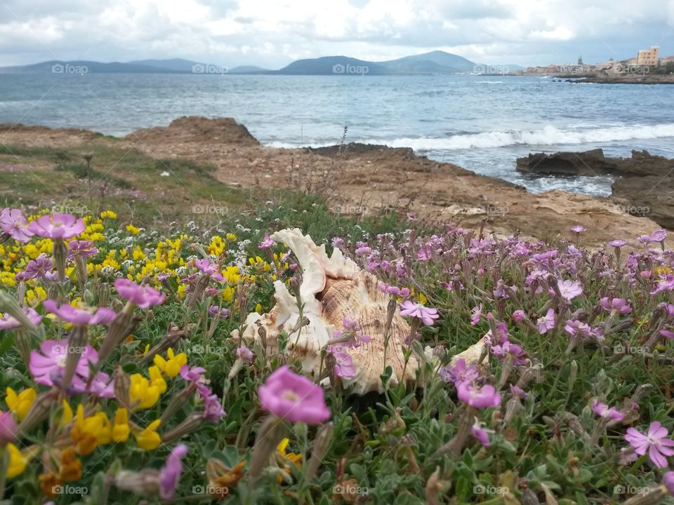 close up of seashell in front of the sea surrounded by wild flowers