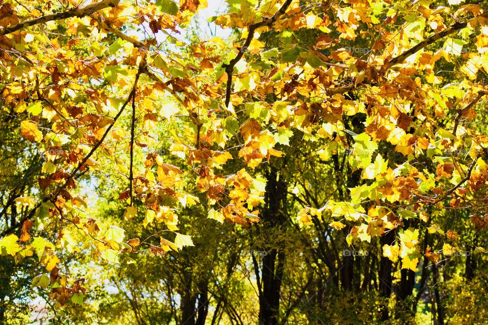 Beautifully colored leaves on a giant sycamore tree, lit up by autumn sunshine