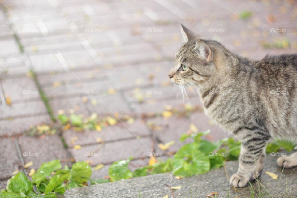 Cat Walks The Front Yard
