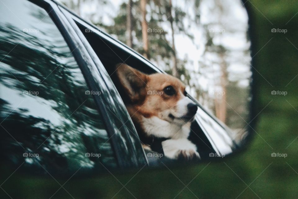 Cute dog on a road trip