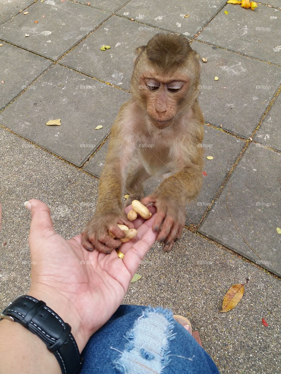 Love this monkey