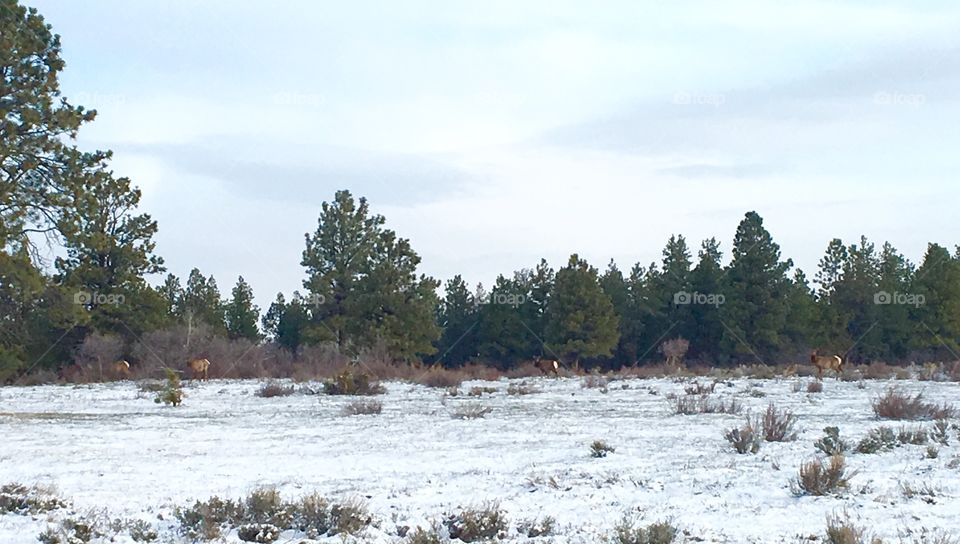 Cow elk