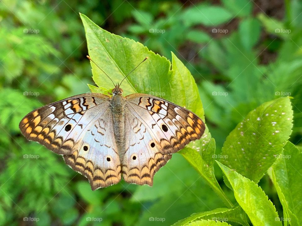 White Peacock Butterfly in the garden.