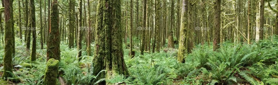 Rain Forest in Golden Ears Provincial Park, British Columbia, Canada