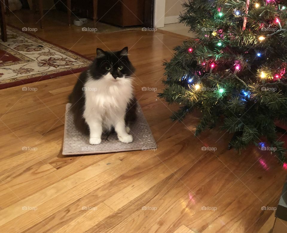 A cat under the Christmas tree