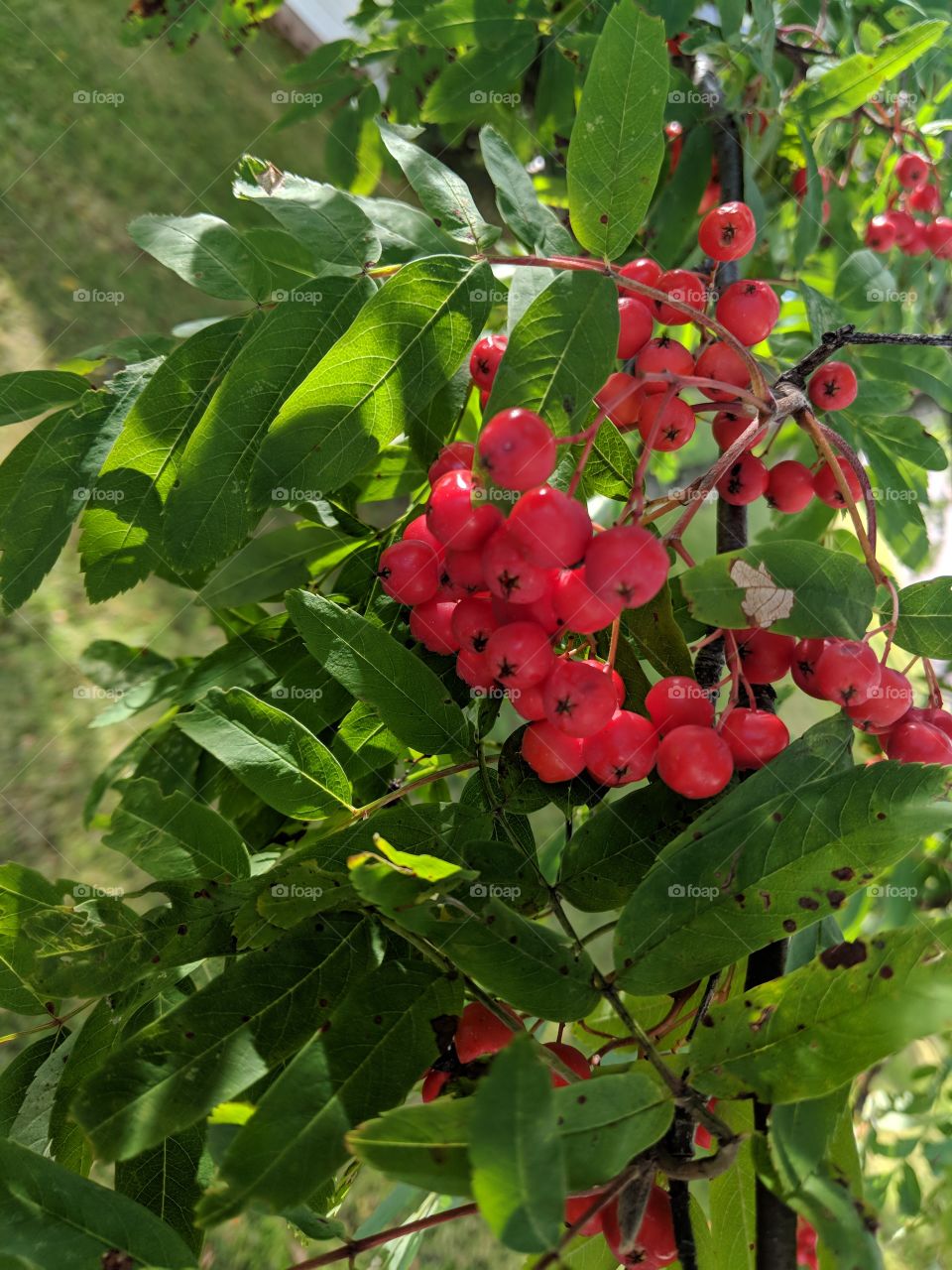 close-up of berries growing on branch