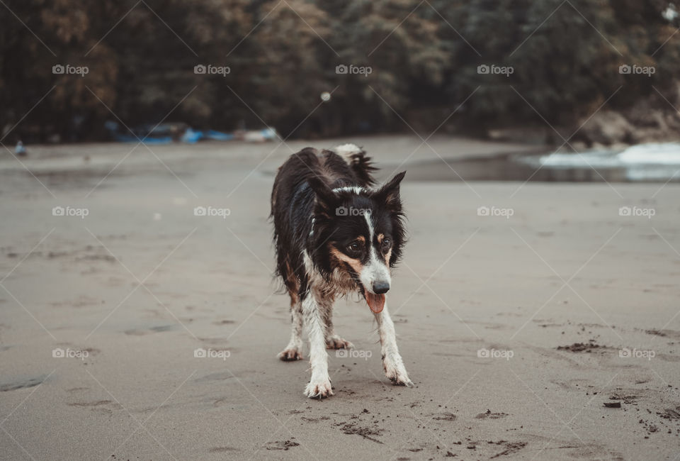 a dog by the beach