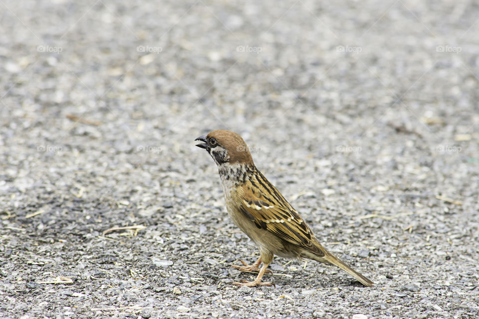 The sparrow on the asphalt road.