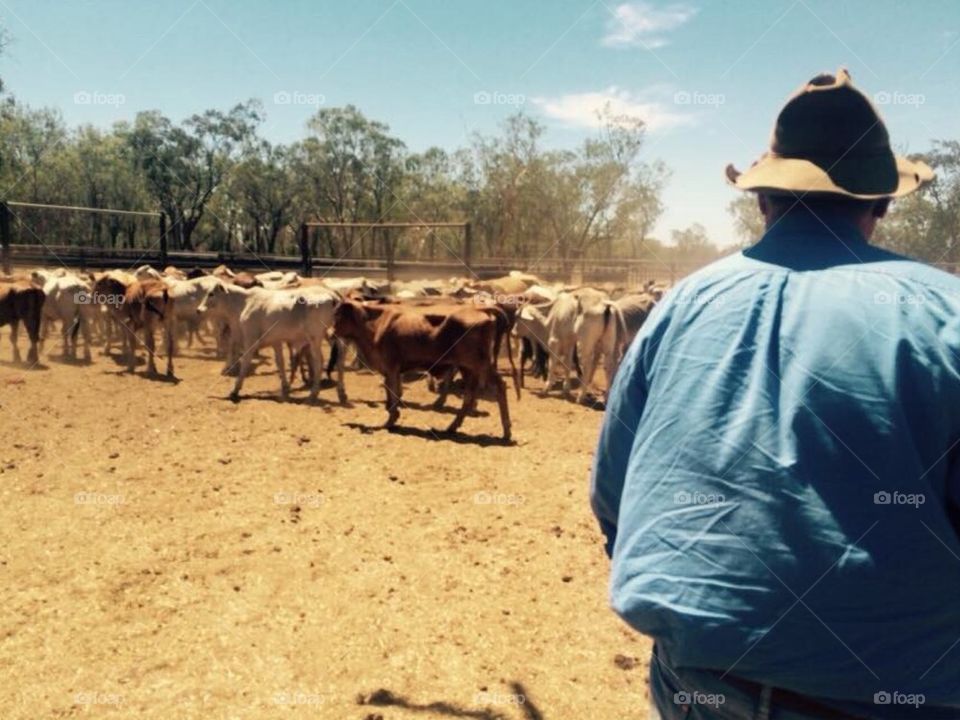 Cattle station