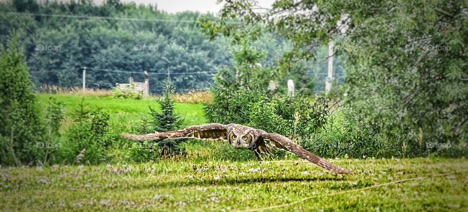 Owl in flight St Jude Québec 