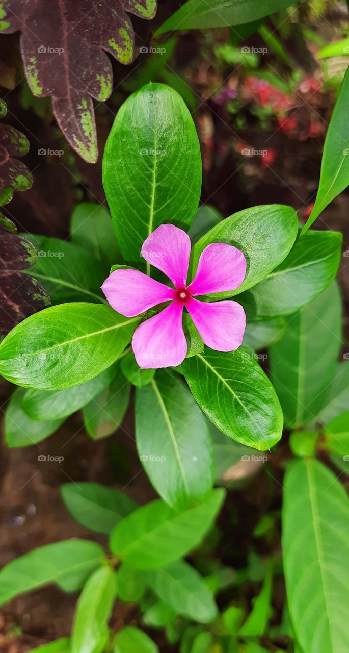 Beautiful Plant of Pink Flower #Foap #OriginalContent #Naturalpicture