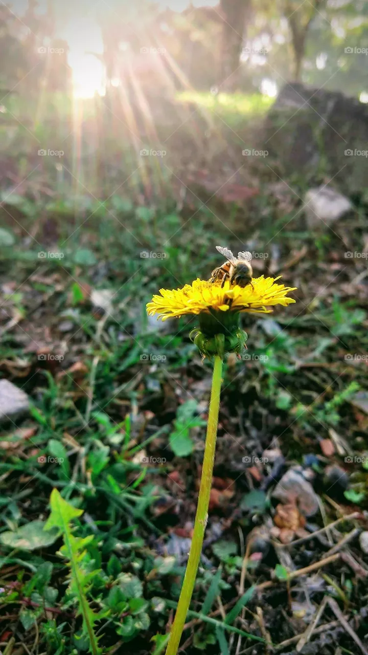 bee