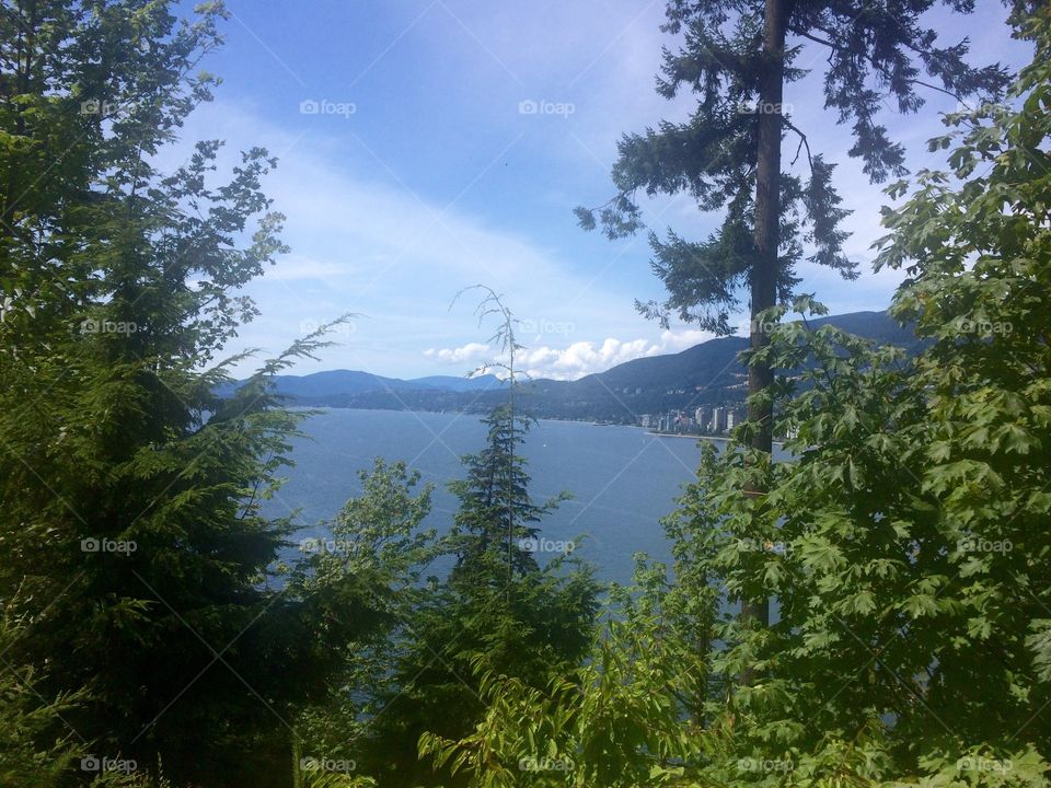 Landscape, Nature, Tree, Wood, No Person