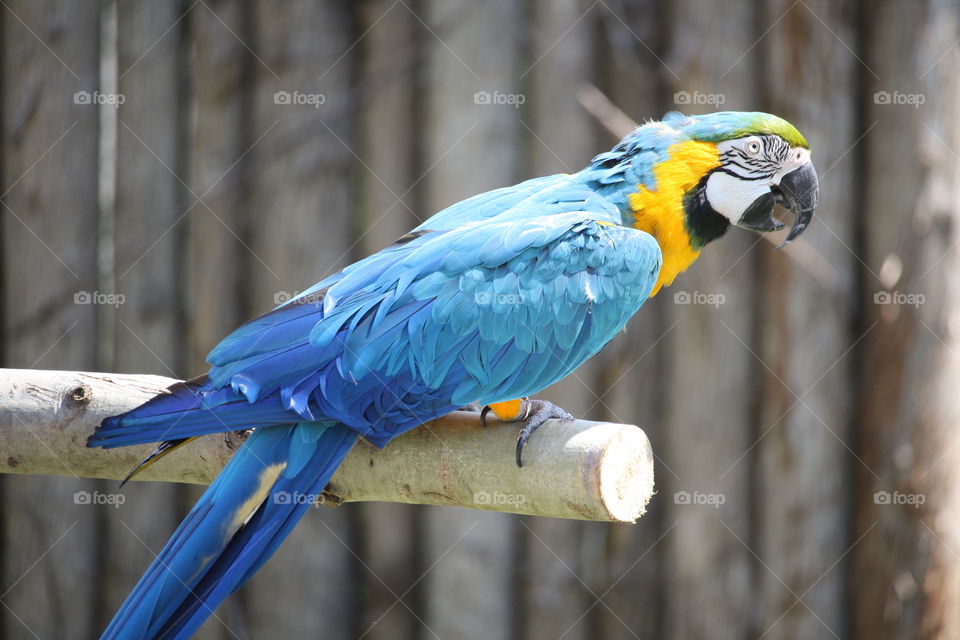 Blue macaw