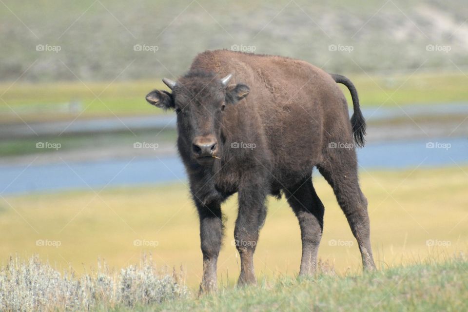 American Bison calf standing in a prairie in Yellowstone National Park