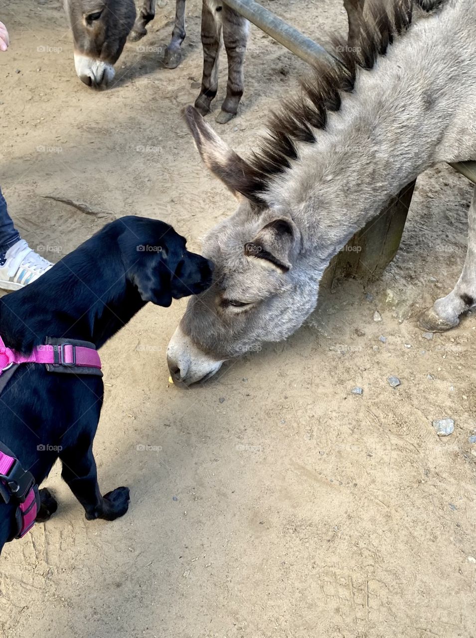 Küsschen für den Esel